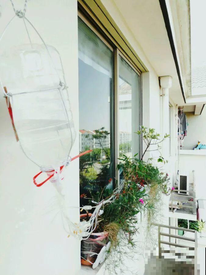 养花就得用些奇葩招，他每天给花灌酒、扎针，结果盆盆爆小崽！