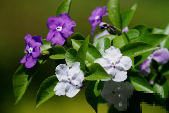 还在养全白的茉莉花？他养的能开好几个色，邻居馋的眼红！