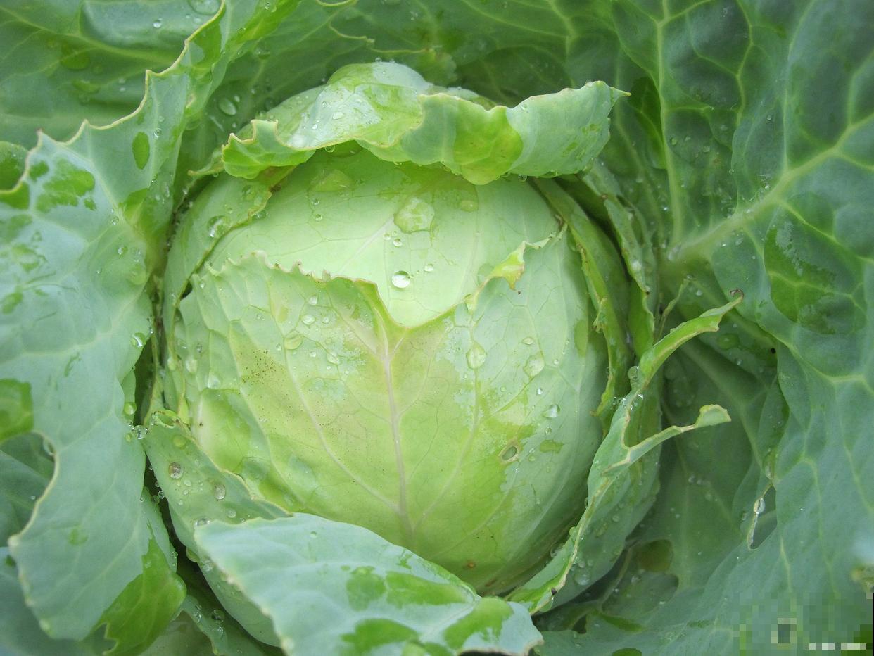 孢子甘蓝南方种植方法