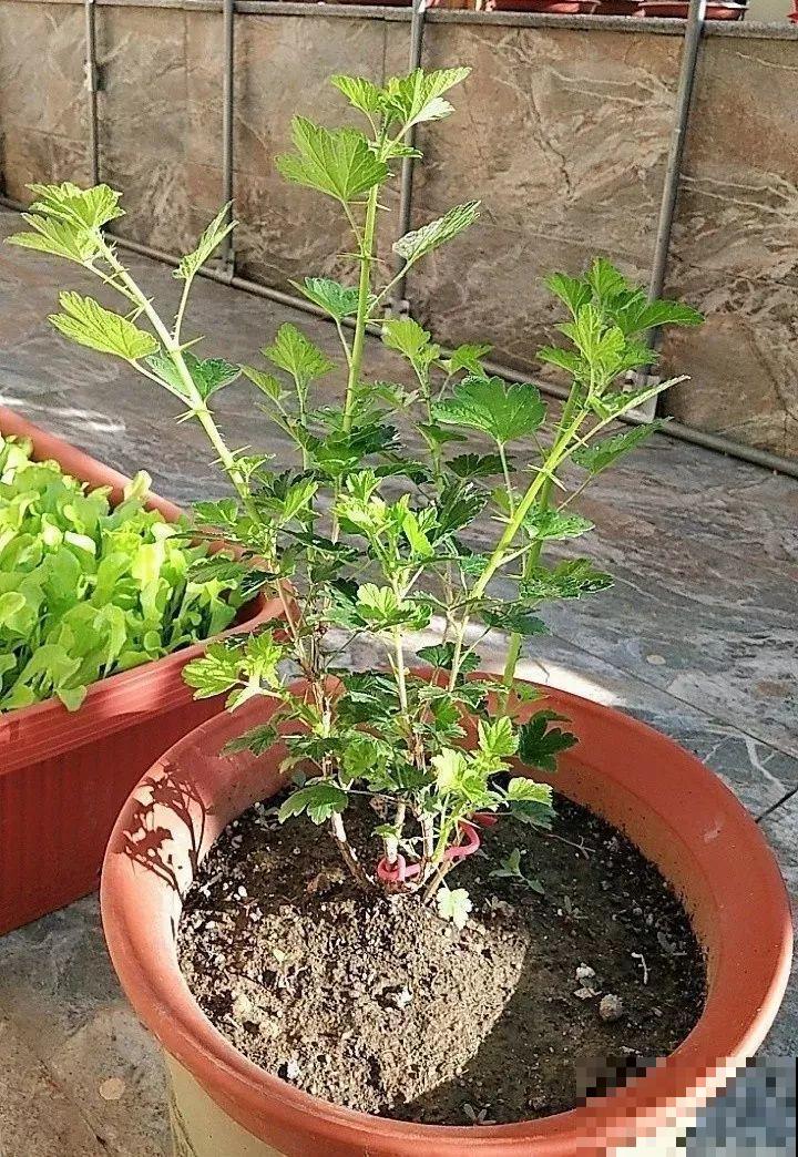 记忆中的灯笼果，买不到就自己种棵树苗，现摘现吃，新鲜又方便！