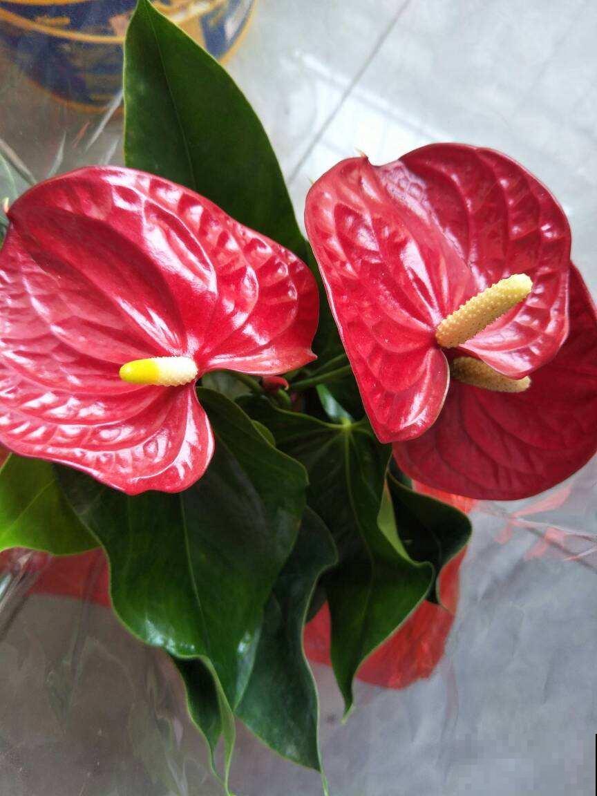 4种花是冬日里的“开花机器”，花红得像火，还有吉祥好兆头