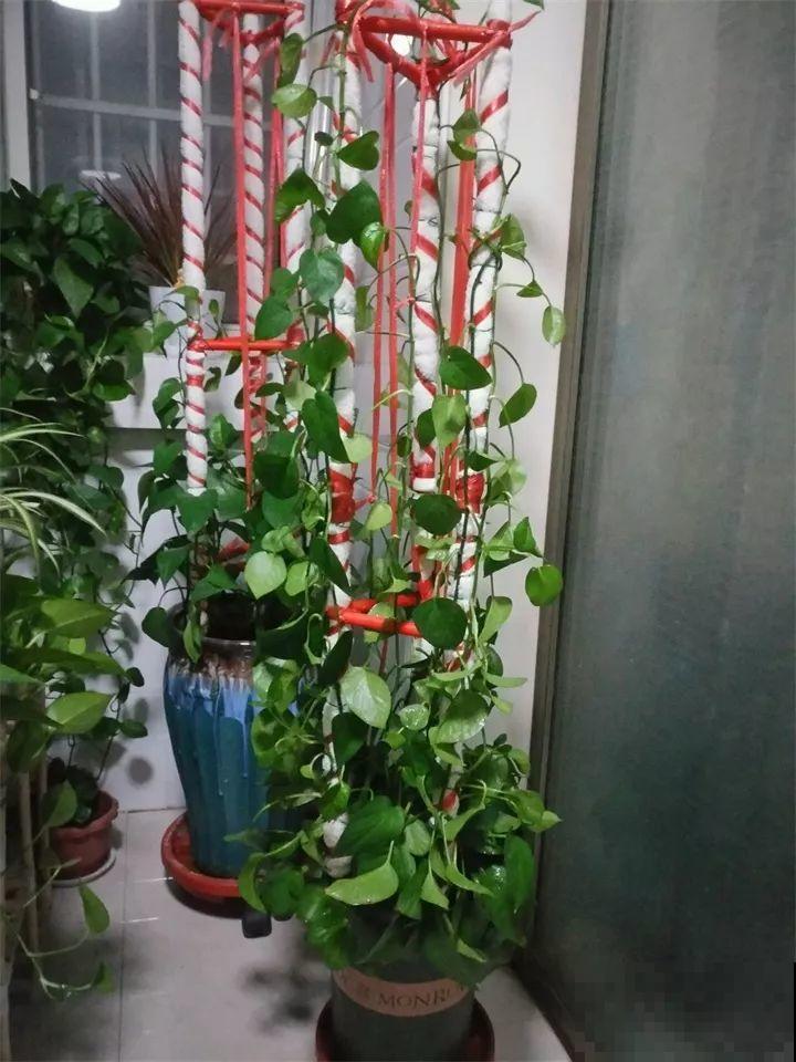 绿萝裹个旧毛巾，俩月能爬1米高，一片叶子脸盆大！