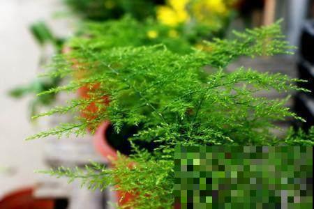 人家的文竹都养到爬到屋顶了，你的怎么还在瑟瑟发抖没精神？