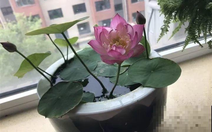 这花爱喝水，一天灌一瓢，三伏天也能开爆盆！