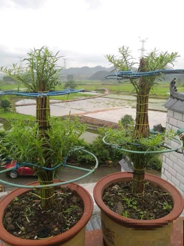 热不死的花，绑在木棍上养10天，开成一座大花塔！