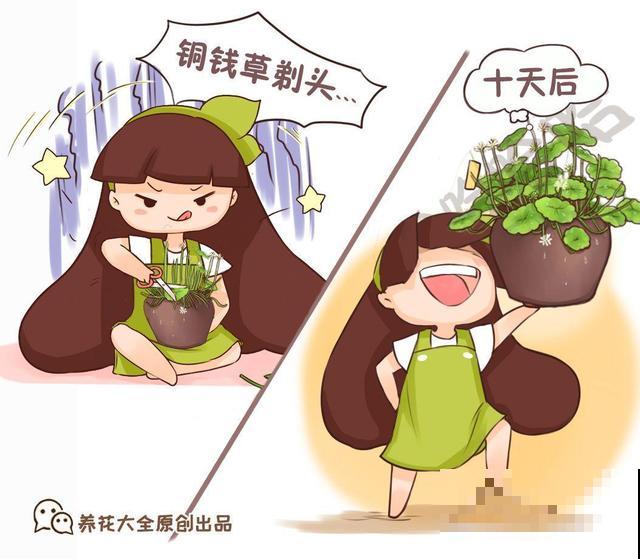 这4种花，想要度夏就得剪，新枝猛蹿，呼呼长成小瀑布！