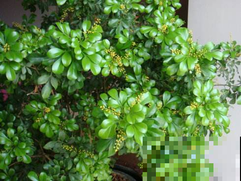 夏天米兰不怕晒，浇点“万能水”，花开得又多又香！