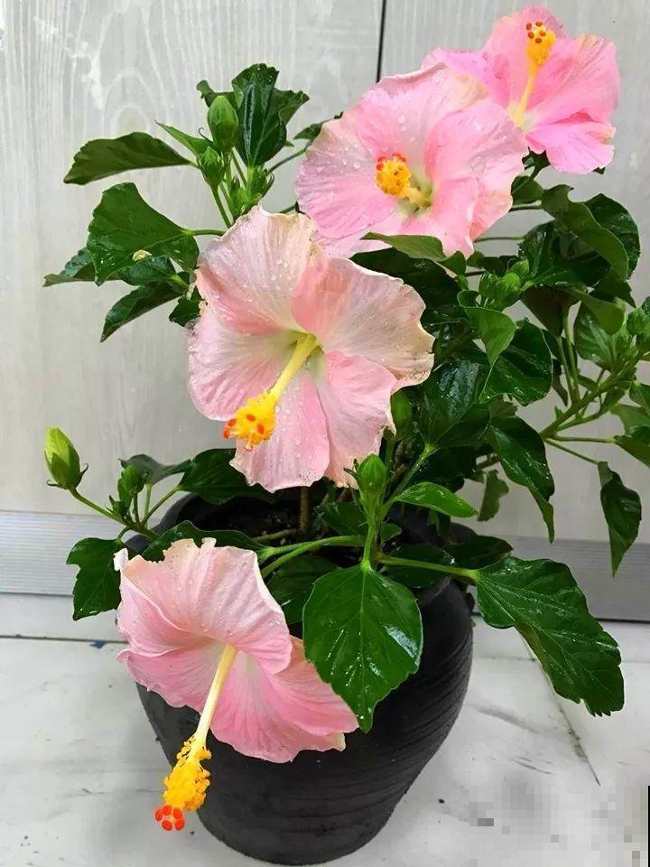 你羡慕的大片花园生活，只要努力，终归会有！