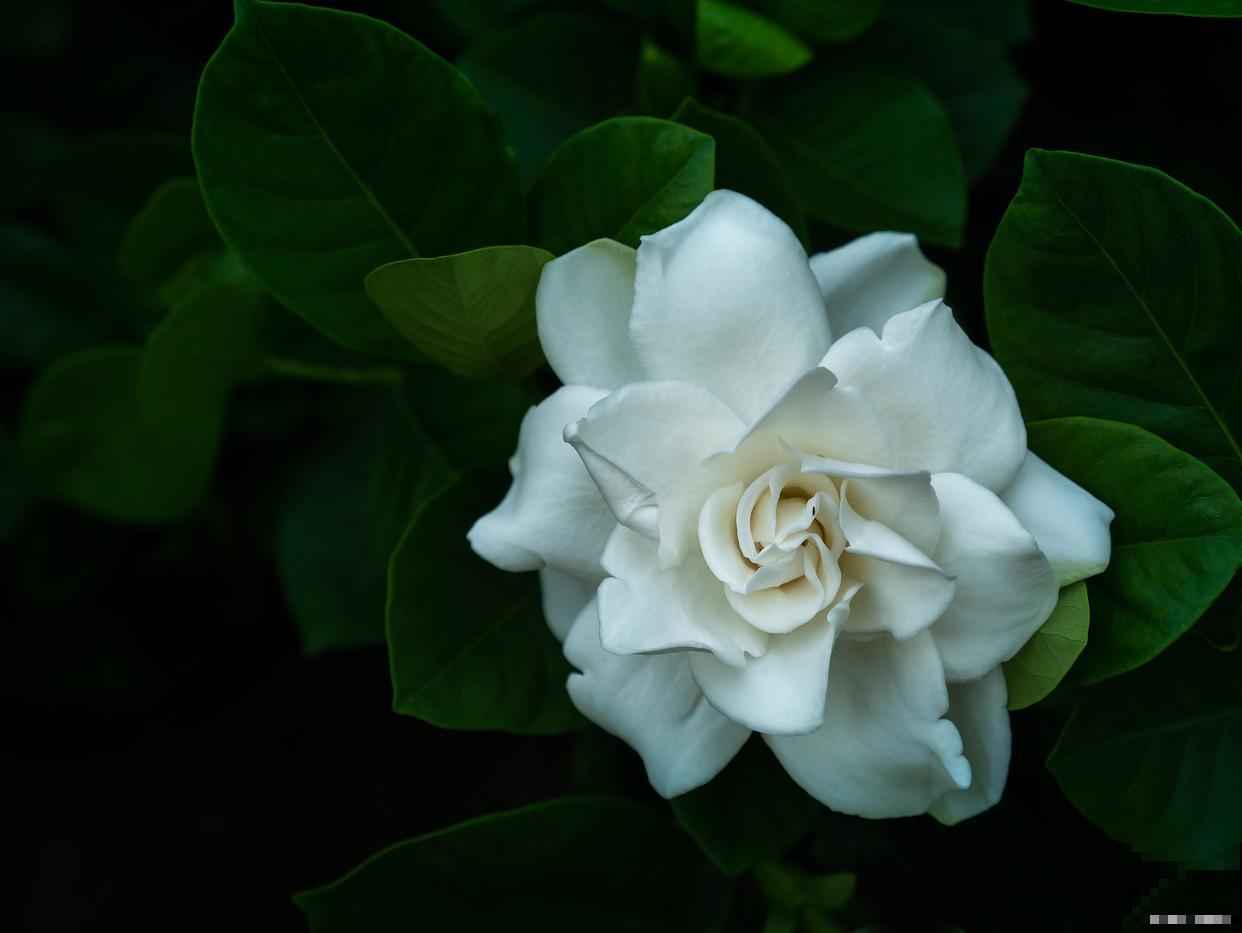 栀子花为什么变黄