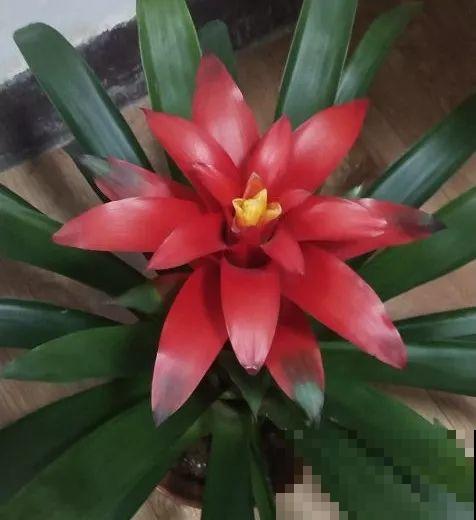 夏天就养这5种花，花开艳丽寓意好，喜气洋洋好运来！