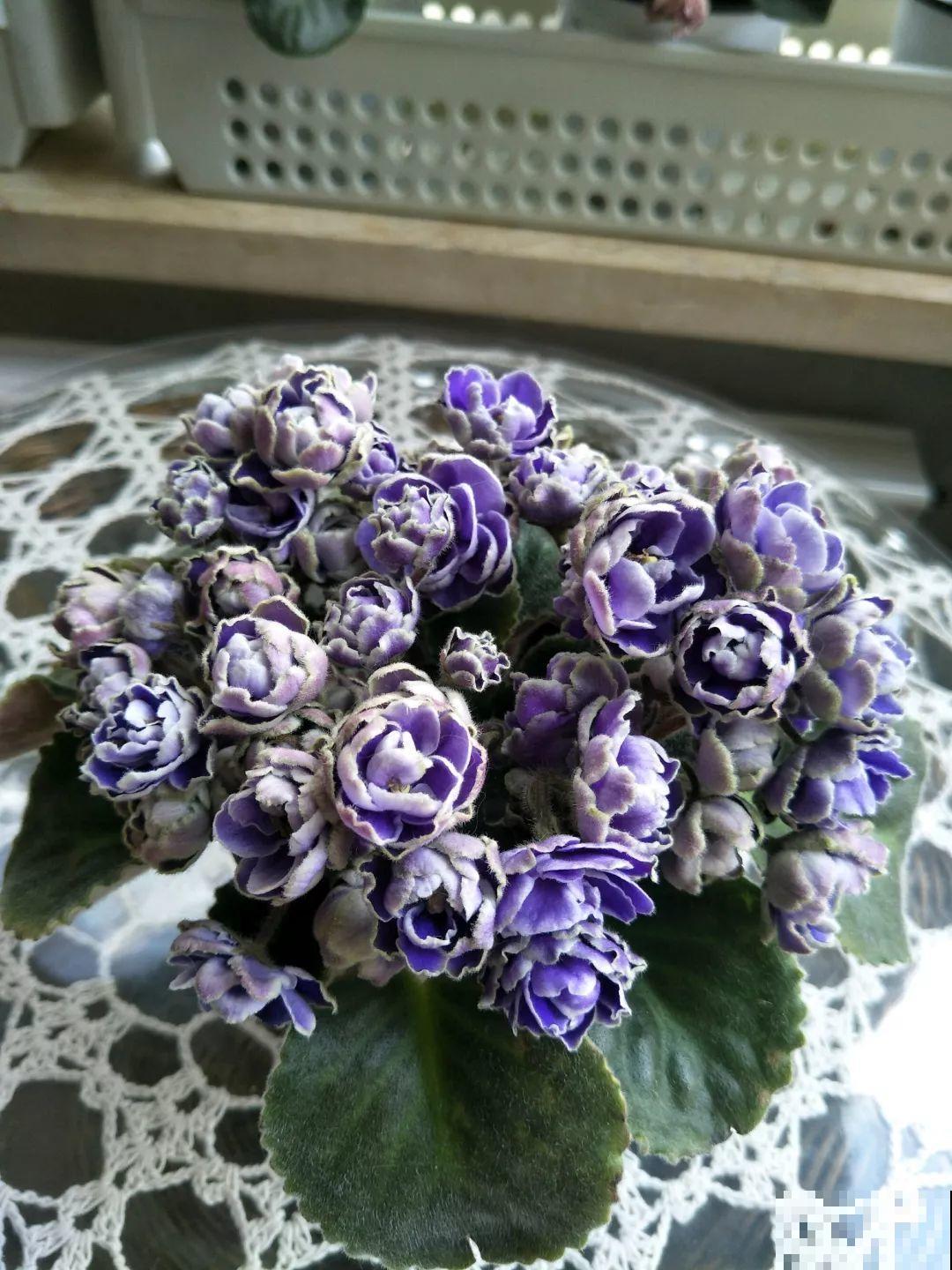最耐阴的花就是它，没光也能全年开，叶子丢土里就冒芽！