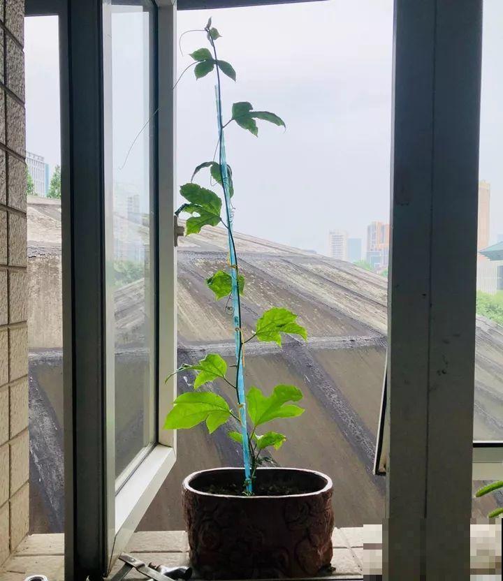 百香果、无花果，自己在家就能种，1根枝结3斤果！