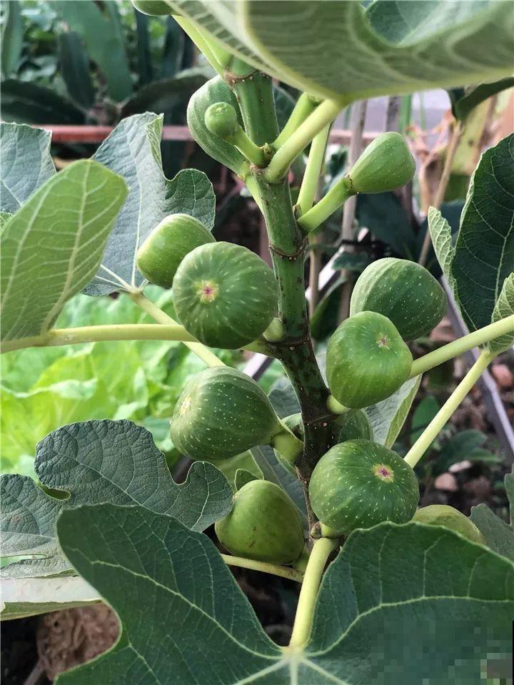百香果、无花果，自己在家就能种，1根枝结3斤果！