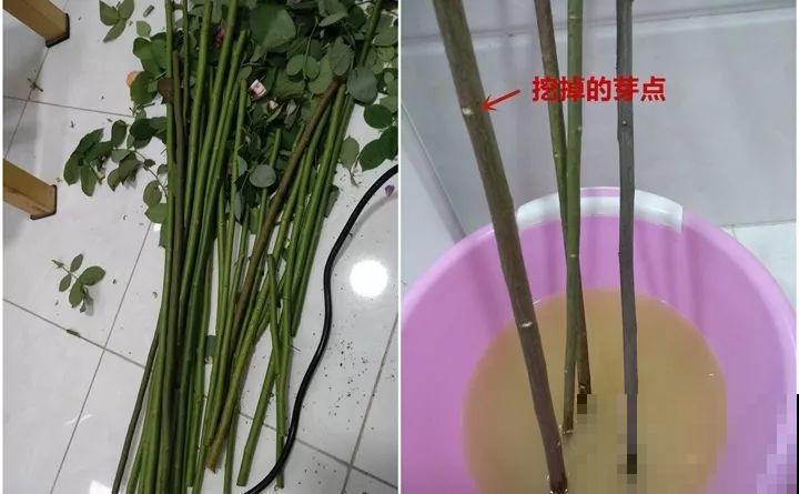 教你3种嫁接术，自己在家也能种出月季树，还能开多色！