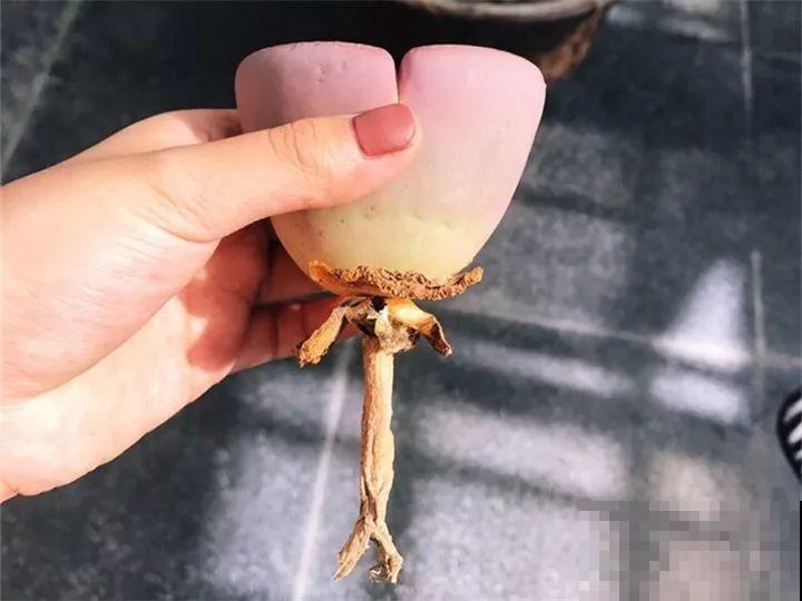 生石花个头虽小，可年年都在长，忍住别掰，一次冒出7个头！