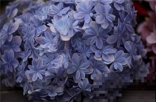 这几种绣球太疯狂了，放角落里不用管，一个不注意就美爆阳台！
