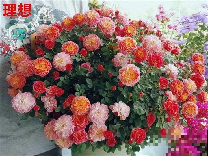 最难养的6种花，买一盆死一盆，想想都生气！
