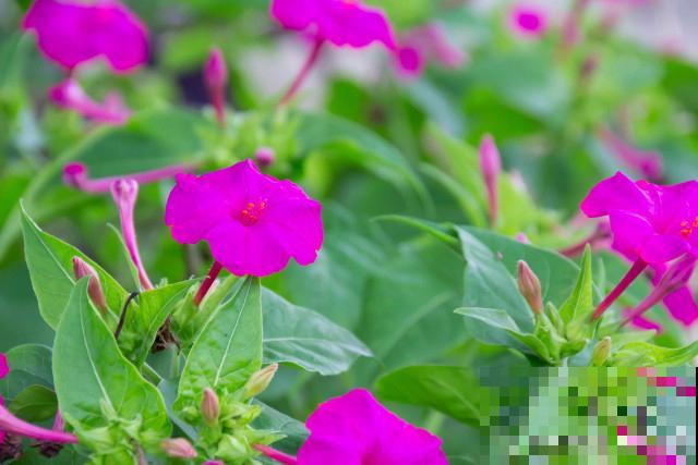 紫茉莉为什么傍晚开花