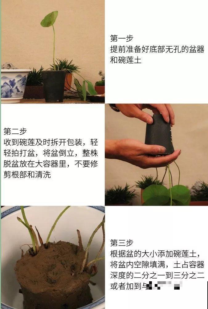 这花爱喝水，一天灌一瓢，三伏天也能开爆盆！