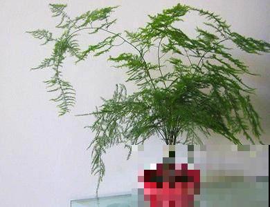 人家的文竹都养到爬到屋顶了，你的怎么还在瑟瑟发抖没精神？