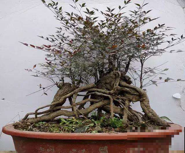 这小果子鲜嫩无比，但可千万别吃，要不然立马躺医院！