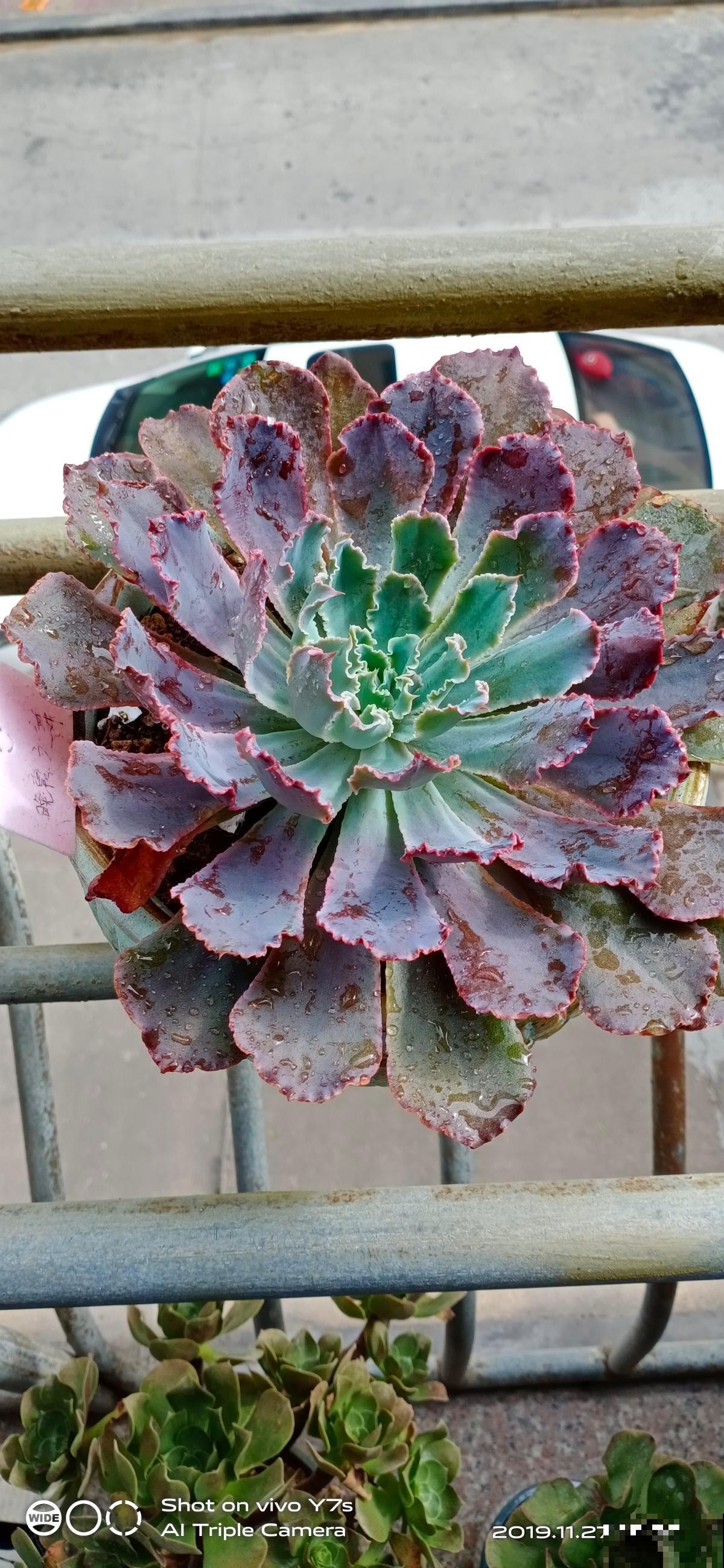 这3种植物堪称多肉届的颜值担当，家里养一盆，赏心悦目