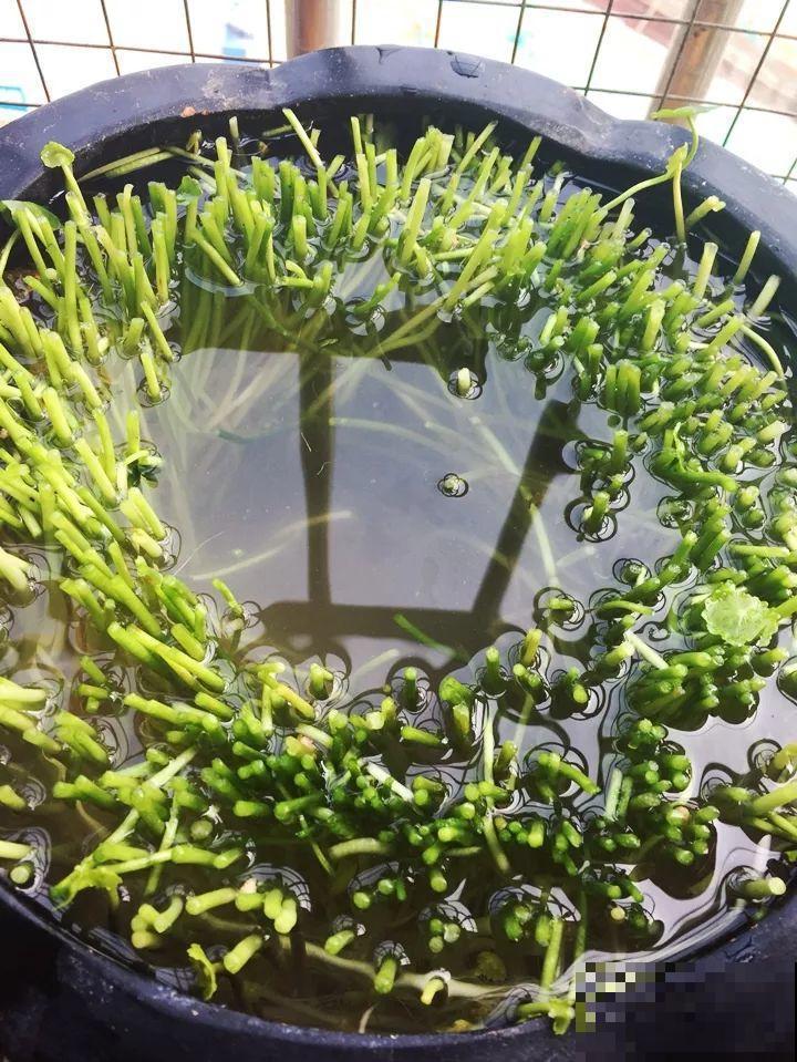 这10种“水桶花”，夏天得用大缸养，越浇水长得越疯狂！
