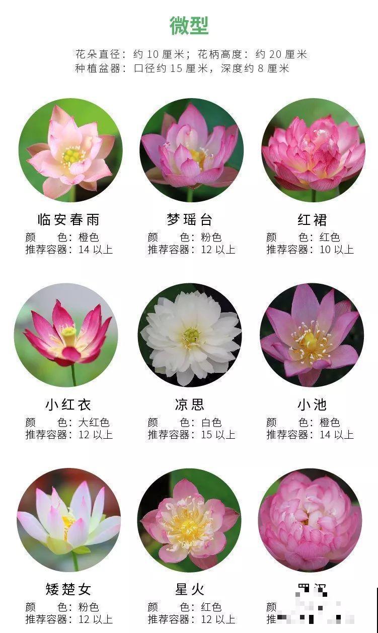 这花爱喝水，一天灌一瓢，三伏天也能开爆盆！