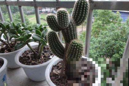 仙人掌养好了，蹭蹭长成高个儿，开花也不是梦！