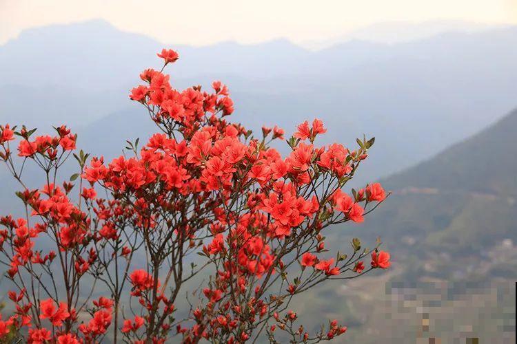 国花是牡丹？这么多年，原来都是自己想错了！
