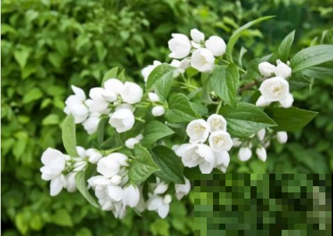 这花太爱“吃醋”，半月来一勺，开花蹭蹭的白又香！