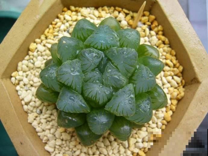 夏天成多肉的鬼门关？搞定浇水，天一凉就能缓过来！