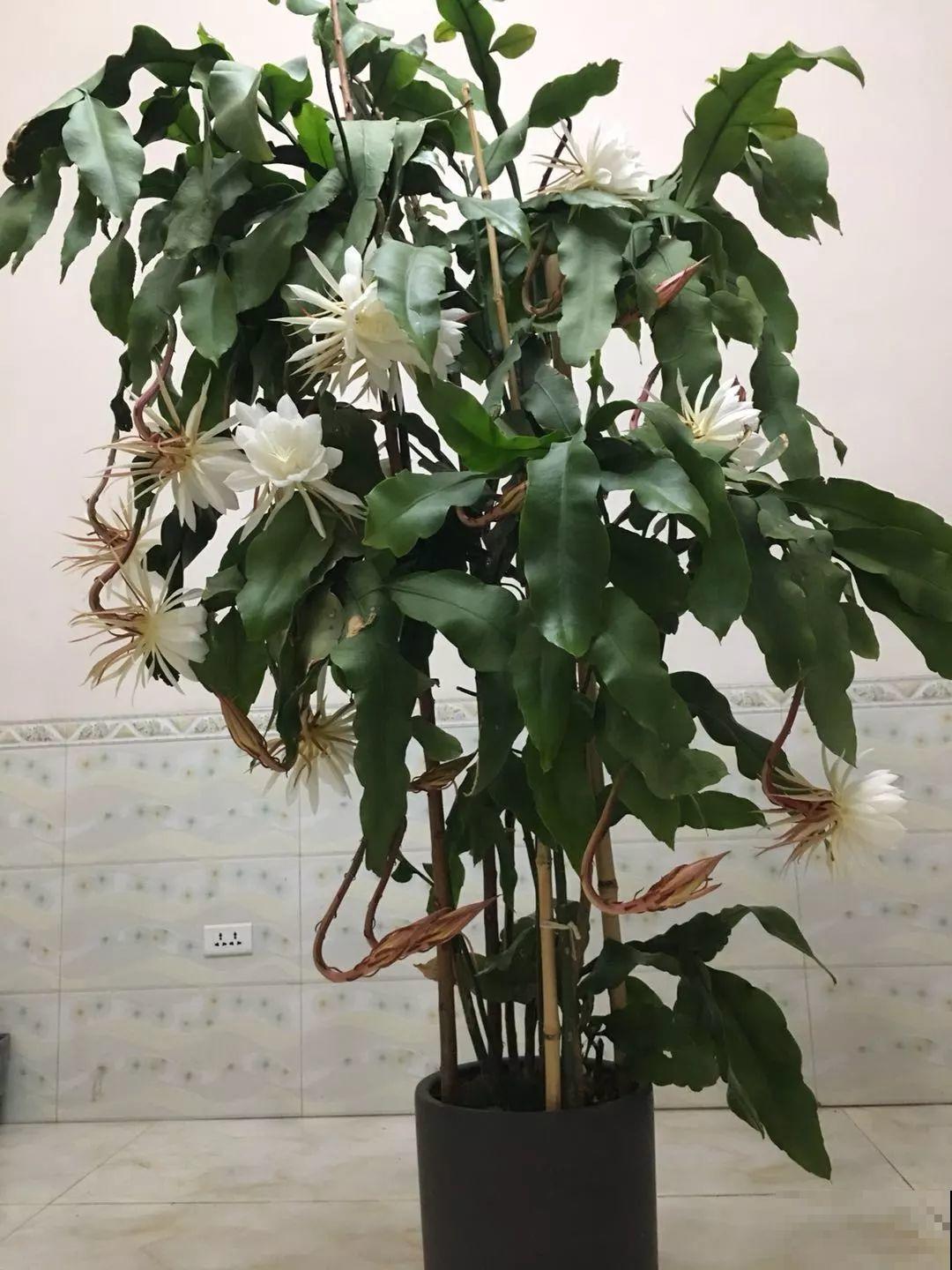 大姨家的花专挑晚上开，一次十几朵，香味一点不输茉莉！