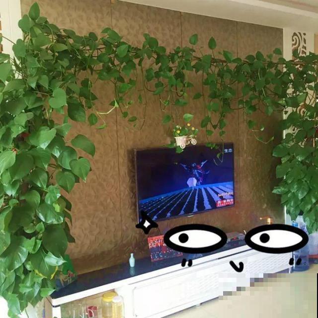 啤酒能不能浇花？这个还真不好说，要看怎么浇水！