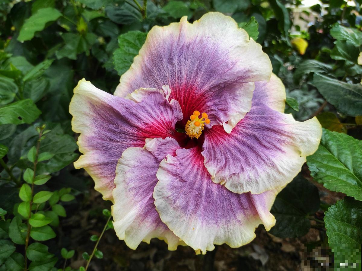 锦葵花怎么播种？