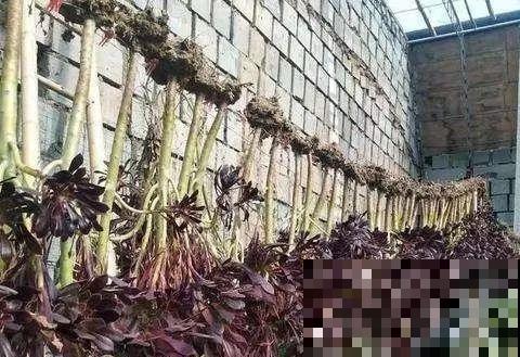 把多肉当腊肉挂起来，变成1米老桩，再热都不怕！