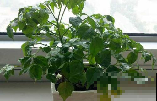 幸福树一到夏天就“脱发”，再不“折腾”一下，最后真成光杆了！