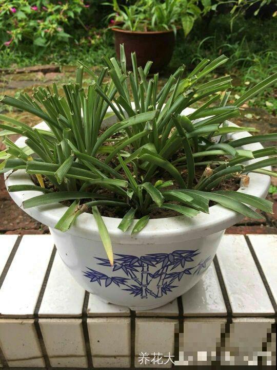 这4种花，想要度夏就得剪，新枝猛蹿，呼呼长成小瀑布！