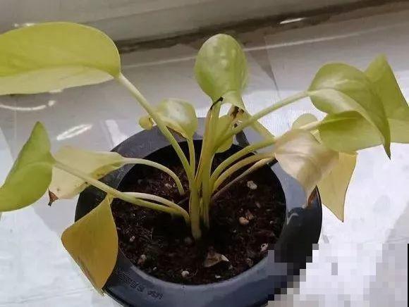 啤酒能不能浇花？这个还真不好说，要看怎么浇水！
