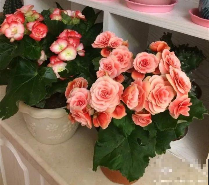 这20种花，一开就是上百天，阳台一年四季有花赏！