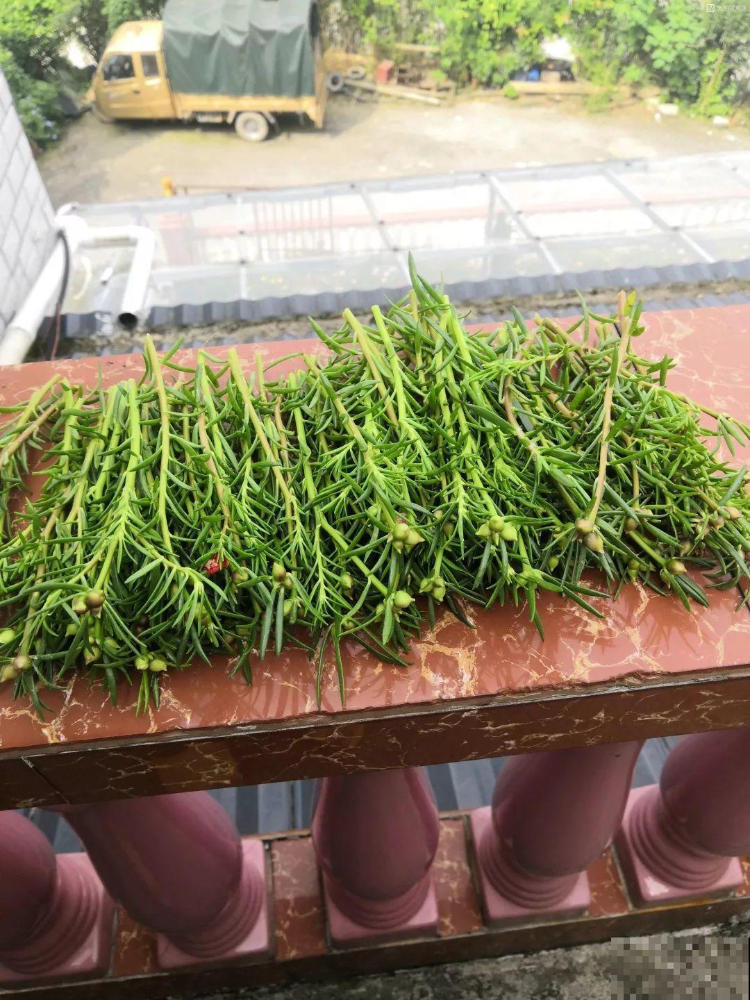 8种夏天扦插花，现在掐枝，下个月有花赏！