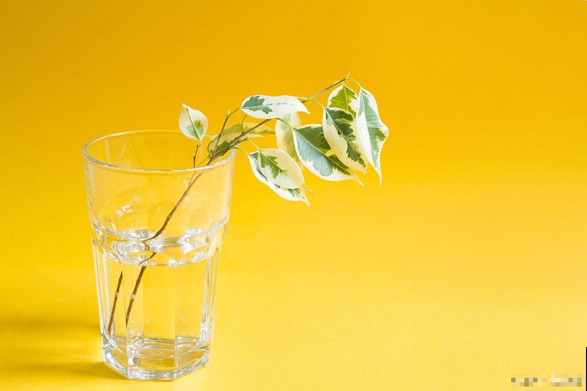 怎么自制生根水？