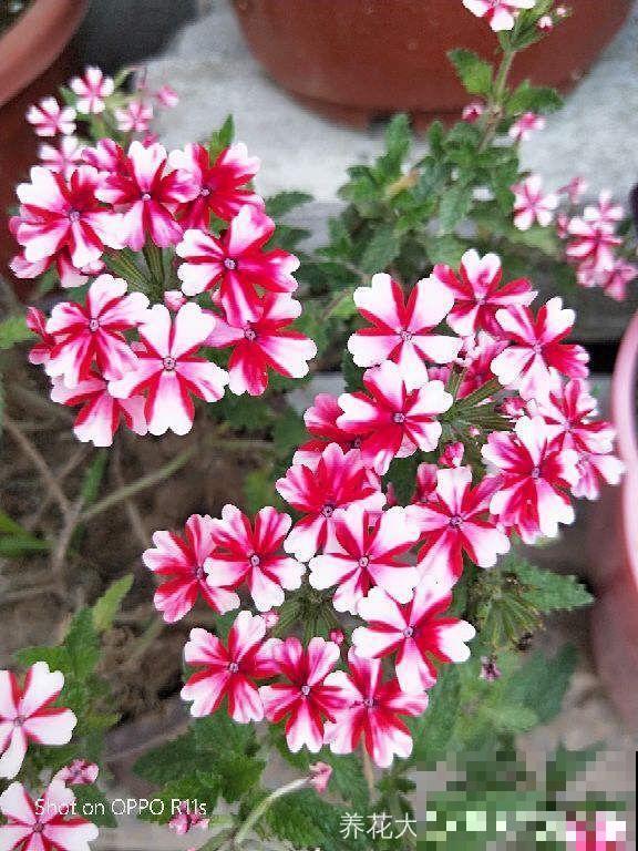 8种夏天扦插花，现在掐枝，下个月有花赏！