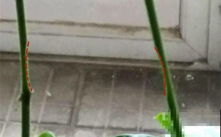 教你3种嫁接术，自己在家也能种出月季树，还能开多色！