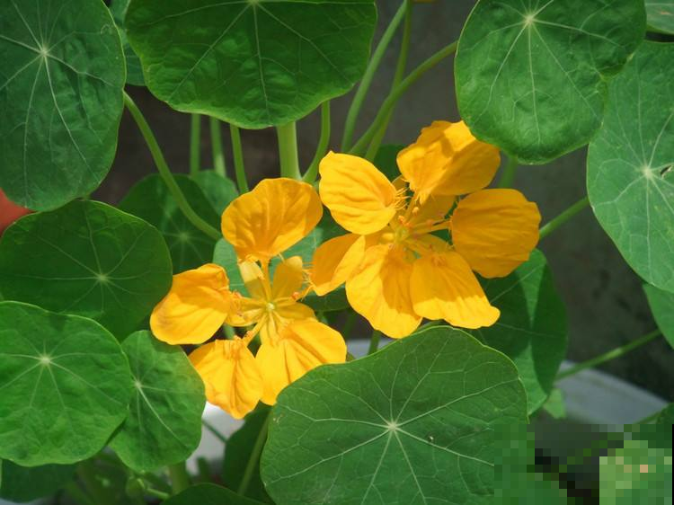 这花最抗造，轻松一养，2个月时间，就能爬满围墙！
