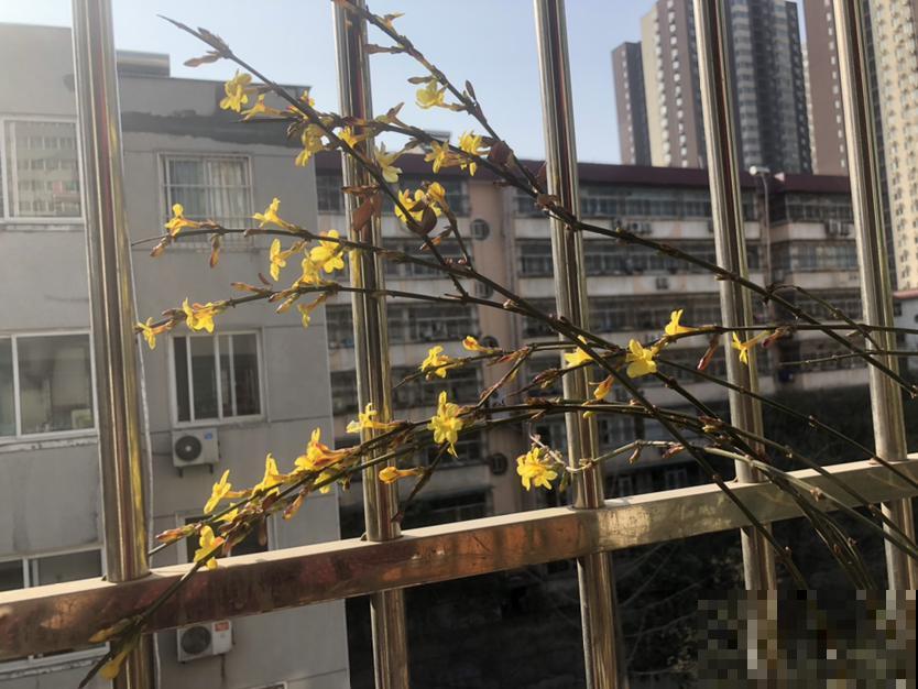 立春之后，5种花赶紧上肥料，两个月后就开爆