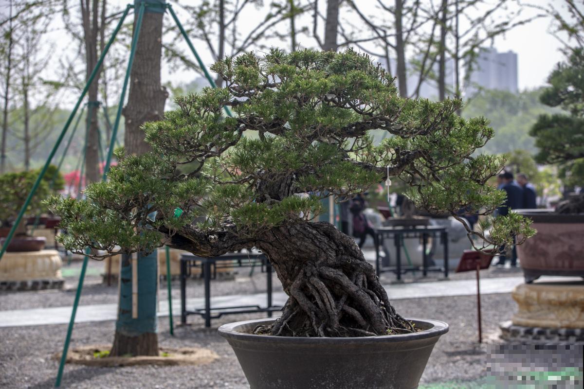 黑松盆景怎么养？