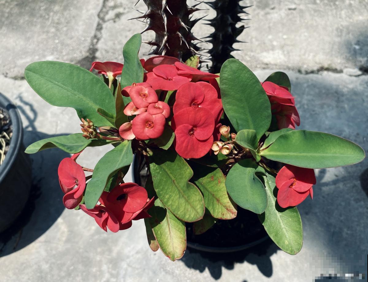 刺梅不开花什么原因