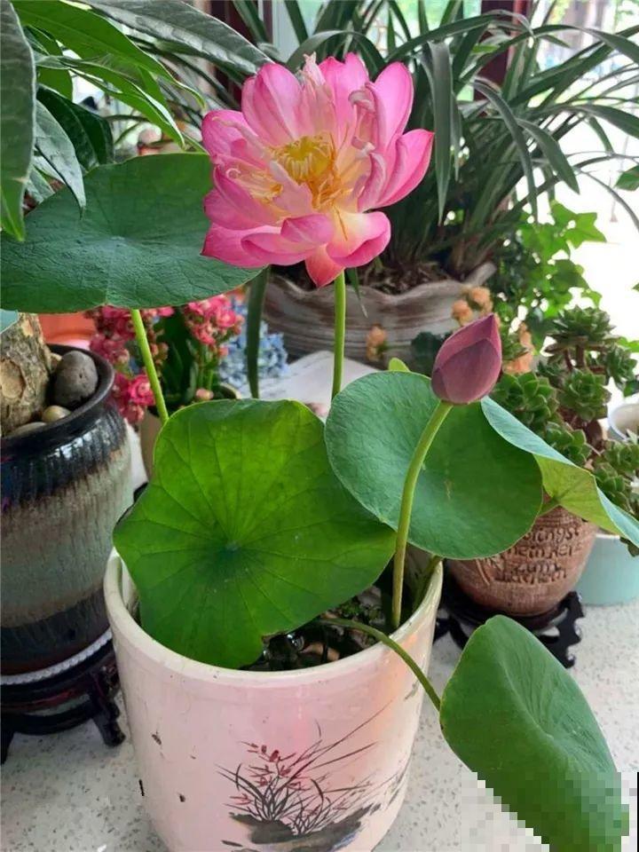 你羡慕的大片花园生活，只要努力，终归会有！