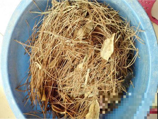 2滴废油倒盆里，花呼呼全开了，半年不用施肥！